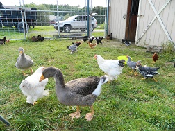 Free Range Birds