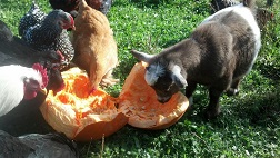 Chicken Feed